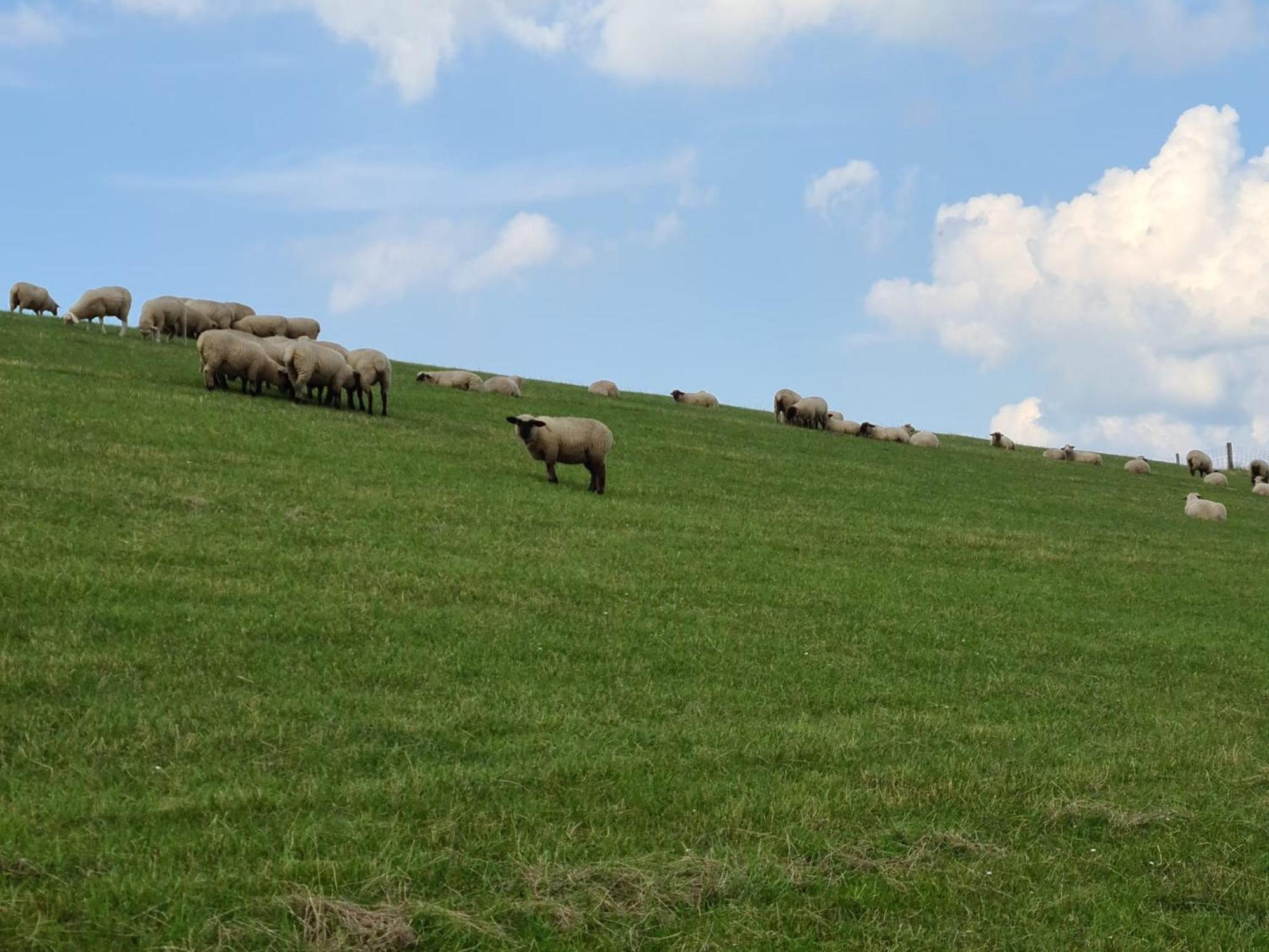 Haus Pudelwohl - Hundefreundliches Ferienhaus An Der Nordseekueste Sehestedt  Bagian luar foto